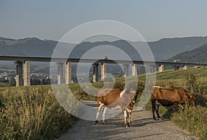 Krávy a dálniční most u města Ružomberok