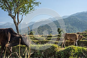 Cows in the Himalayas. Himachal Pradesh India