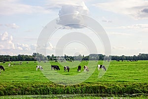 Cows in Holland