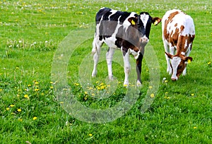 Cows (Holstein) in a meadow