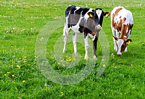 Cows (Holstein) in a meadow photo