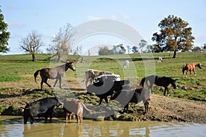 Cows and horse out at the ranch water hole located Cowtown New Jersey.