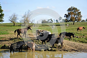Cows and horse out at the ranch water hole located Cowtown New Jersey. photo
