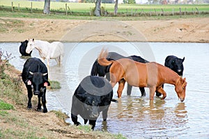 Cows and horses at the farm water hole.