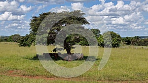 cows and horses in a field taking refuge from the afternoon sun in the shade of a tree