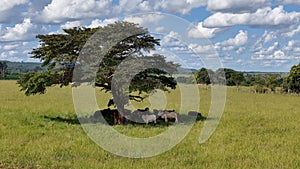 cows and horses in a field taking refuge from the afternoon sun in the shade of a tree