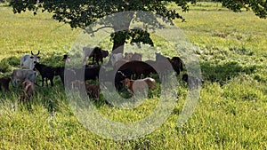 cows and horses in a field taking refuge from the afternoon sun in the shade of a tree