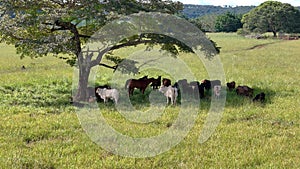 cows and horses in a field taking refuge from the afternoon sun in the shade of a tree