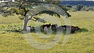 cows and horses in a field taking refuge from the afternoon sun in the shade of a tree