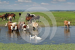 Cows horses and geese