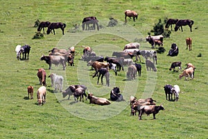 Cows and horses grazing on green field relaxing summer