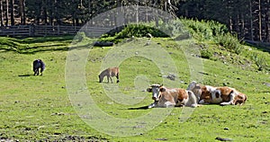 Cows and horses on a mountain meadow