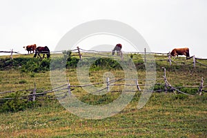 Cows and horses on pasture in Romanian Banat