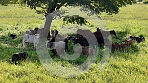 cows and horses taking refuge from the sun in the shade of a tree