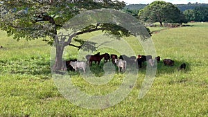 cows and horses taking refuge from the sun in the shade of a tree