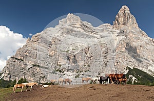 Cows and horses under Monte Pelmo in Italian Dolomities