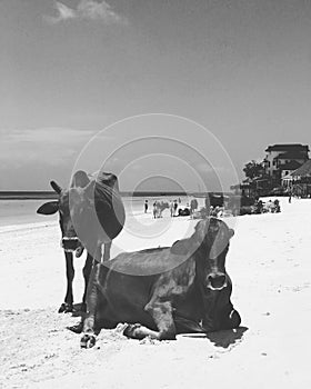 Cows on the hot beaches of Zanzibar - TANZANIA - AFRICA