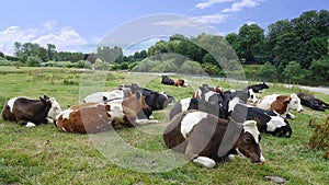 Cows on hot day having a break from it all