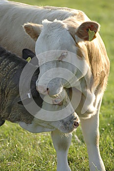 Cows hugging
