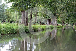 Cows in humid meadow along canal of the marsh, Europe