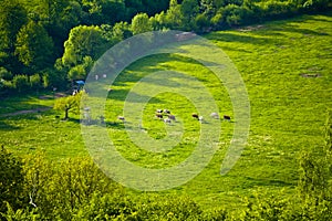 Cows on an idyllic mountain pasture in Bavaria