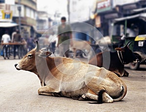 Cows in India