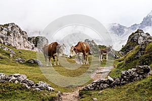 Cows in the Italian Dolomites seen on the hiking trail Col Raiser, Italy