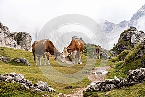 Cows in the Italian Dolomites seen on the hiking trail Col Raiser, Italy