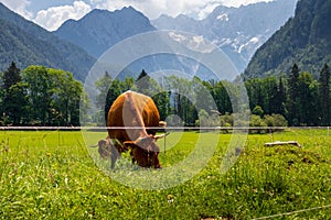 Cows on Jezersko, Slovenia