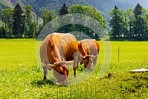 Cows on Jezersko, Slovenia