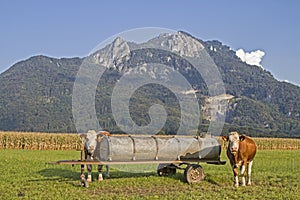 Cows before Kitzstein