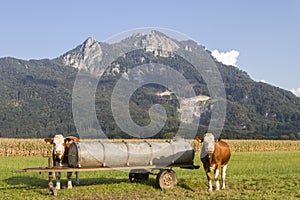 Cows before Kitzstein