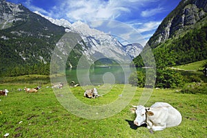 Cows and Koenigssee