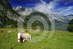 Cows and Koenigssee