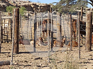 Cows in a kraal
