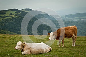 Cows in La Croisette, Saleve