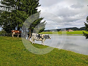 Cows, Lac des ThaillÃ¨re, Switzerland