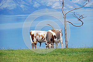 Cows and a lake