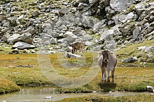 Cows in Lakes de San Mauricio National Park, Catalonia, Spain photo