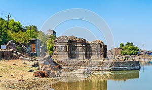 Cows at Lakulish Temple and Chhashiyu Lake - Pavagadh Hill in Gujarat, India