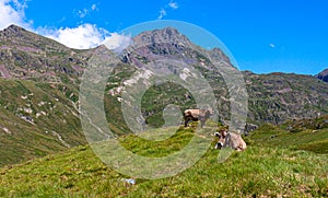 cows in the landscape of the Pyrenees