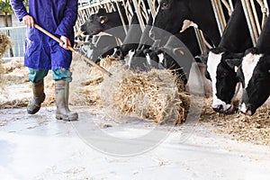 Cows in large cowshed eating hay with farmer and hay bales photo