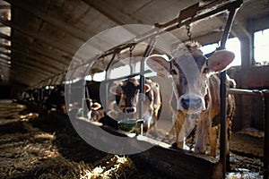 Cows in a large farm building for cheese production