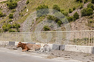 Cows lay on a bridge on the Military Highway in the country of Georgia because the breeze keeps flies off of them