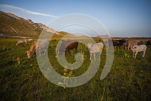 Cows is laying at the feet of the mountains in Campo Imperatore, Abruzzo, Italy