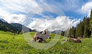 cows laying in a field of grass in the mountains