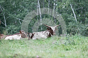 Cows laying in a grass field