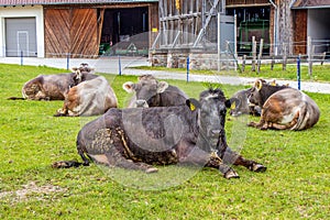 Cows laying in the green field