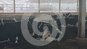 Cows laying on the ground in a large dairy farm, milk production