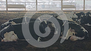 Cows laying on the ground in a large dairy farm, milk production